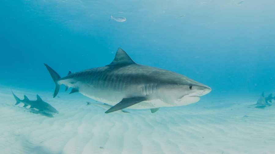 Tiger shark king