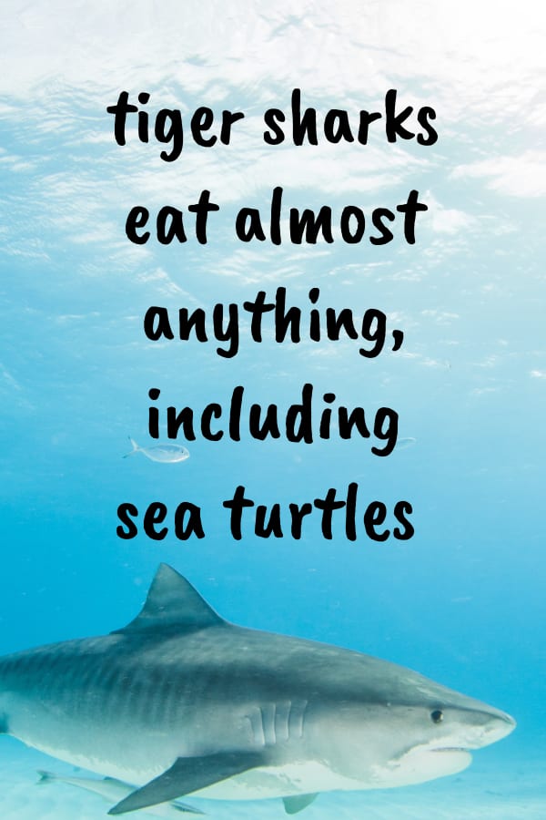 Tiger sharks eat sea turtles