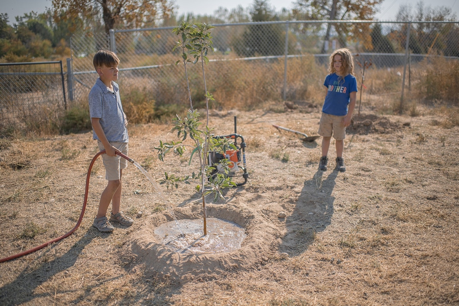 Growing fruit trees with lots of water and stihl