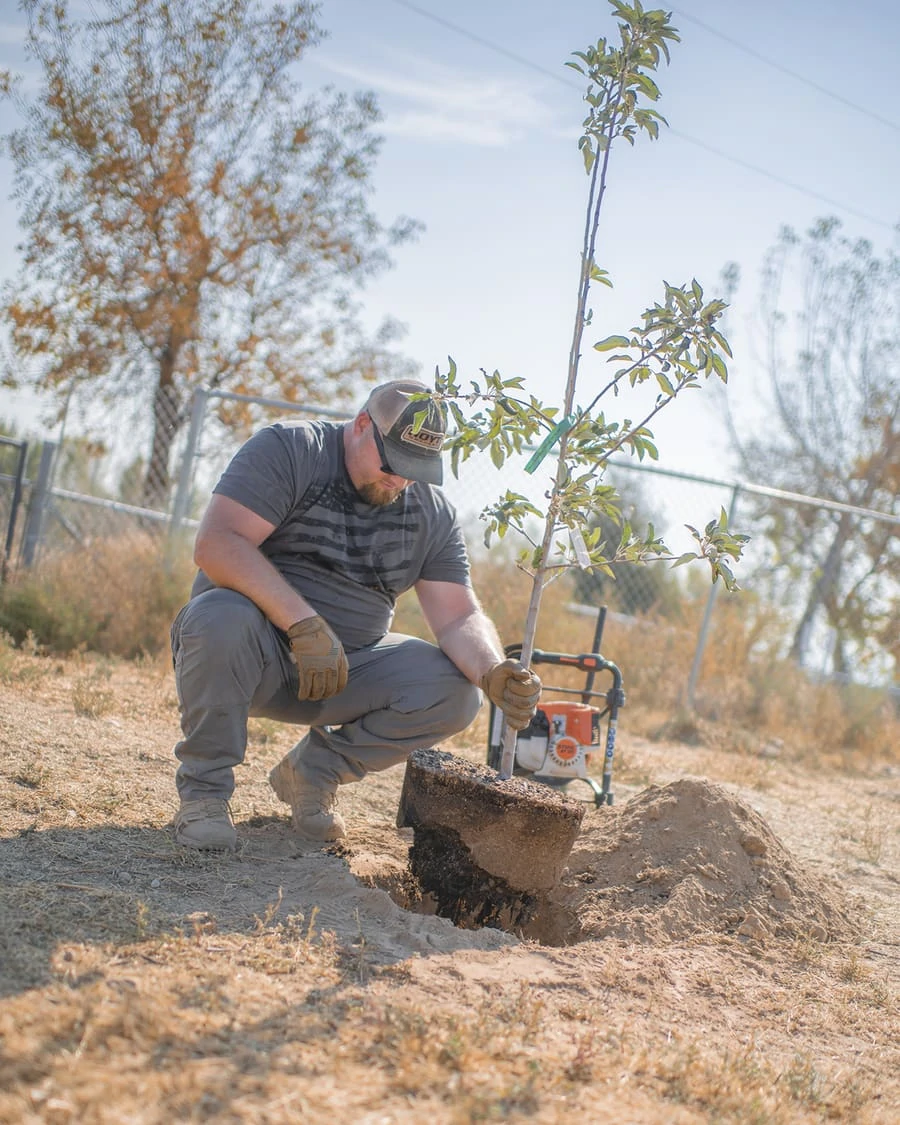 Planting apple trees at home with stihl