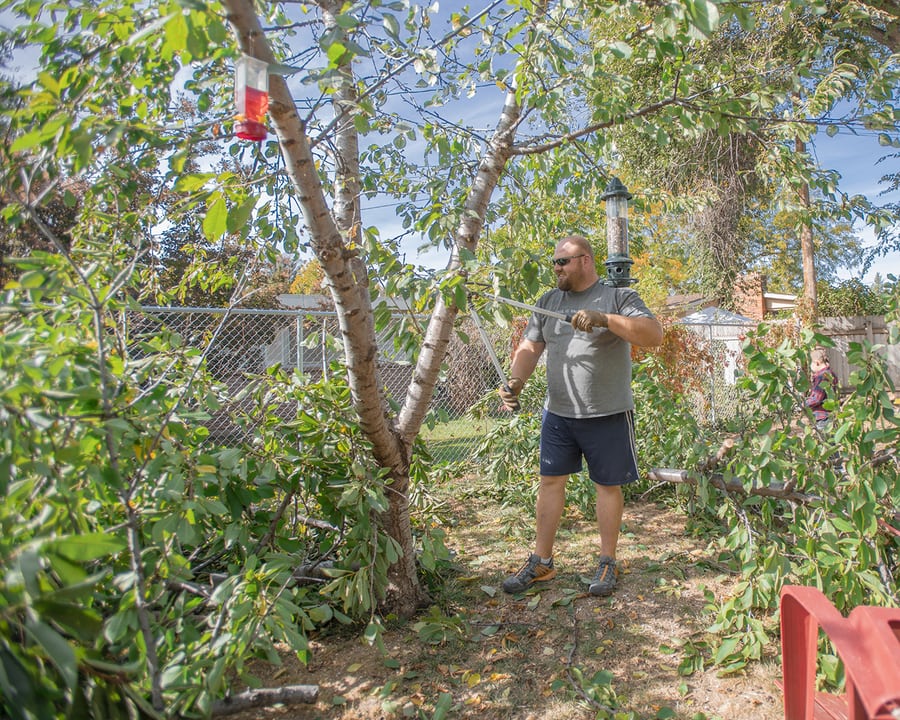Using stihl pl 30 loppers to trip cherry fruit tree at home 1
