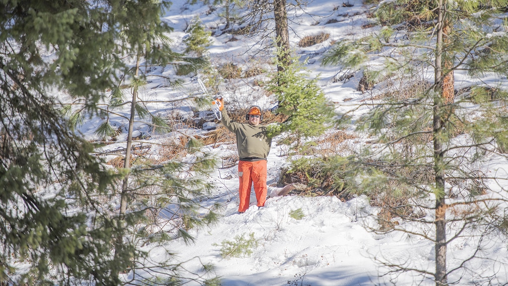 Using a stihl ms using a 251 chainsaw to cut a christmas tree