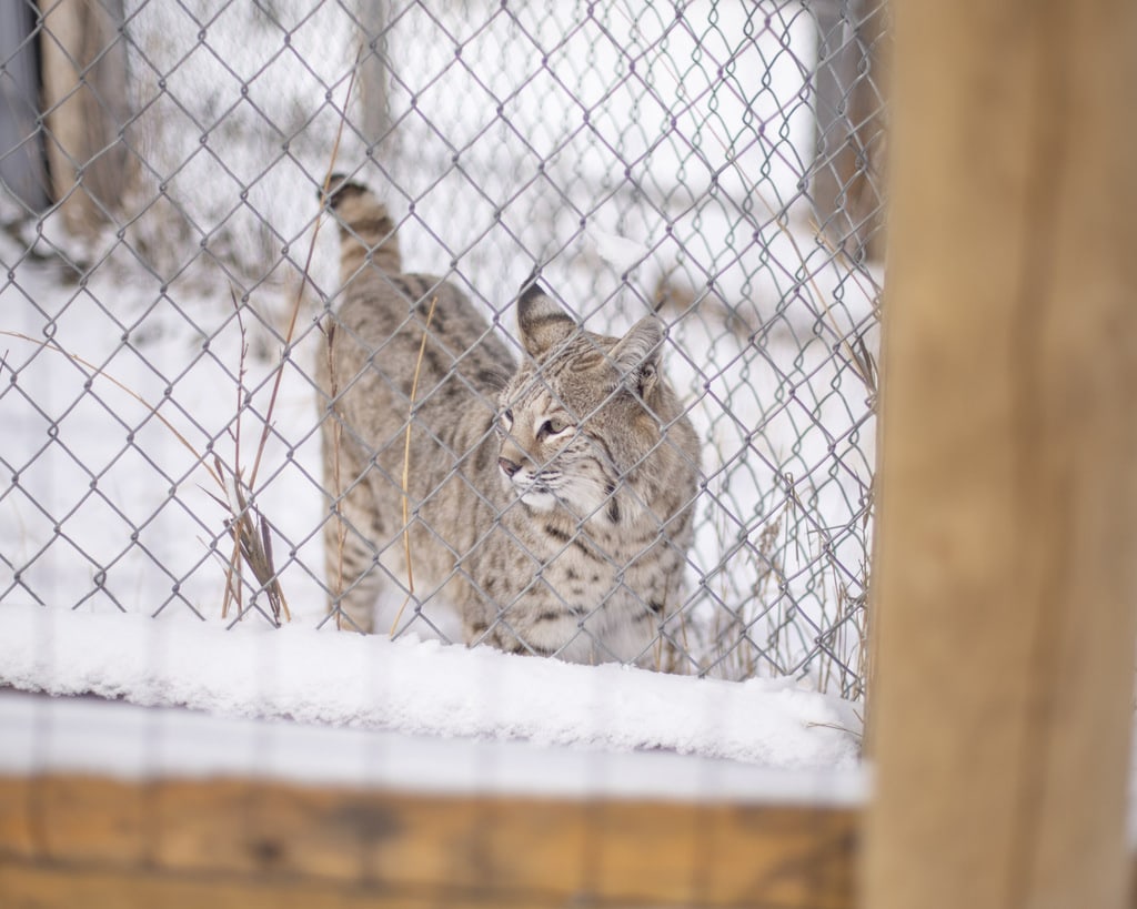 Yellowstone Wildlife Sanctuary