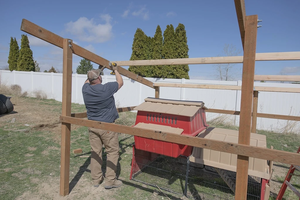 Hanging rafters on easy diy chicken coop to support metal roof