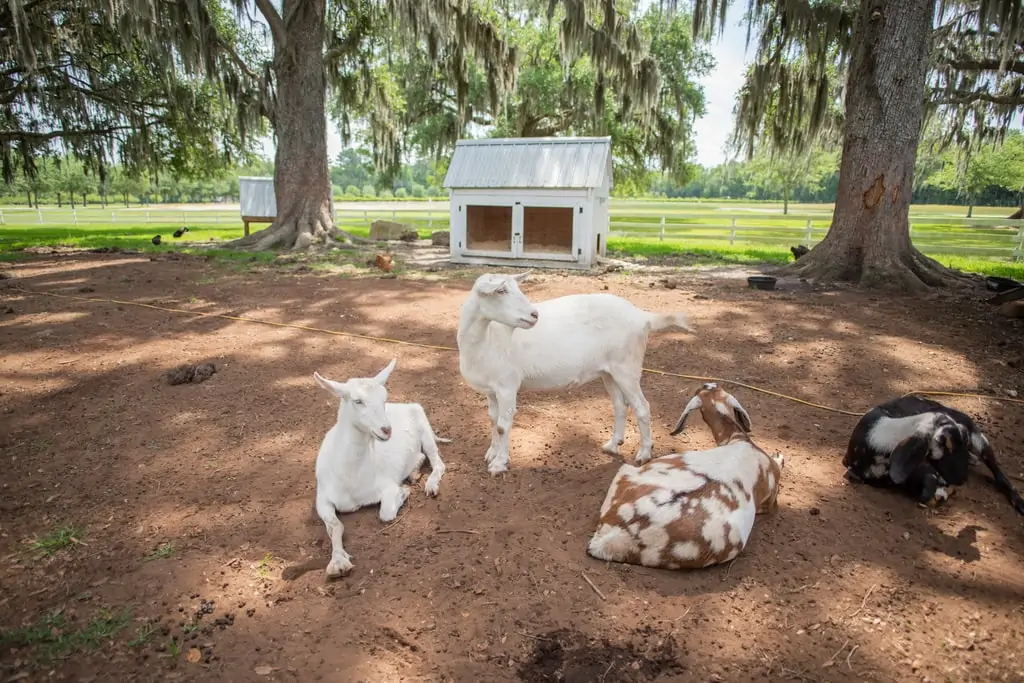 Congaree and penn goats