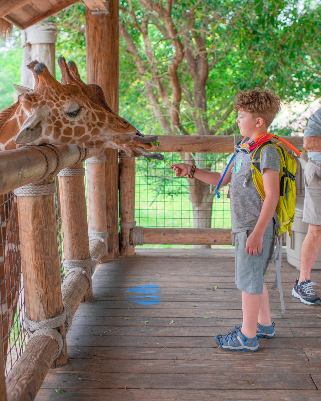 Jacksonville zoo feeding giraffe