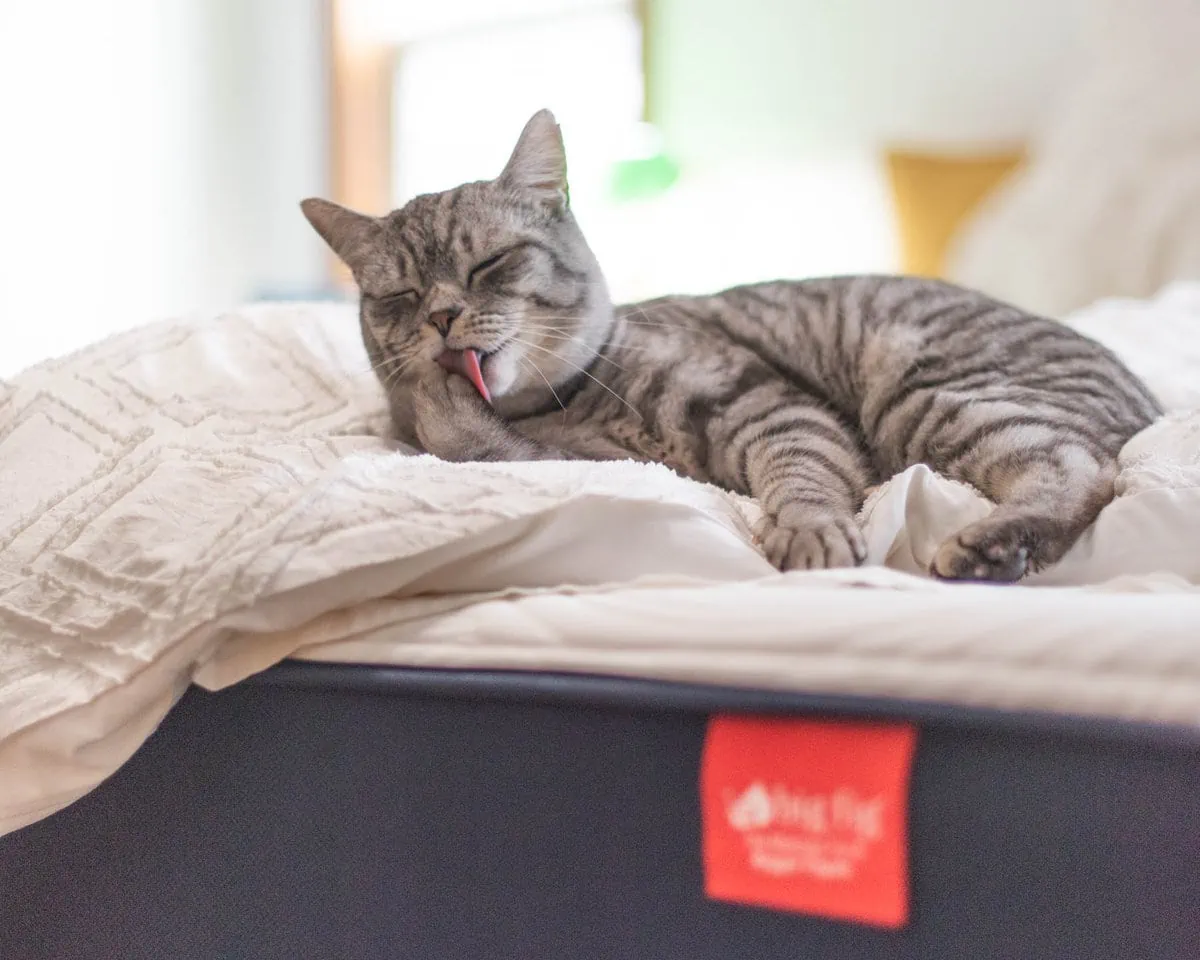 7 cat licking paw on mattress